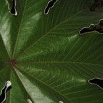 Cecropia peltata Leaf