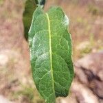 Pseudocalyx saccatus Leaf