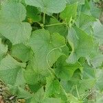 Cucumis sativus 葉