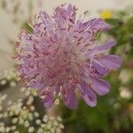 Scabiosa canescens फूल