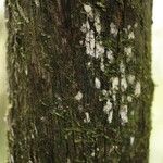 Duroia longiflora Bark