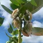 Calotropis procera फूल