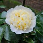 Camellia sasanqua Flor