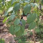 Oroxylum indicum Leaf