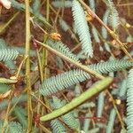 Chamaecrista mimosoides Fruit