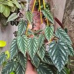 Cissus discolor पत्ता