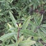 Daphne acutiloba Frucht