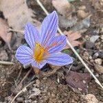 Crocus speciosusFlower