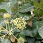 Hedera helix花