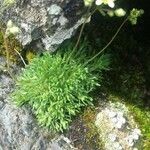 Saxifraga exarata Hoja