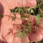 Geranium columbinum Blatt