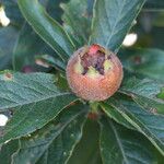 Crataegus germanica Frucht