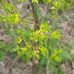 Euphorbia stricta برگ