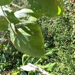 Dombeya pilosa Fulla
