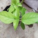 Aristotelia chilensis Fuelha