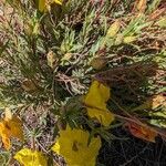 Oenothera hartwegii Hábito