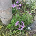 Tulbaghia simmleri Flower