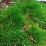 Festuca gautieri Leaf