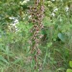 Epipactis helleborine ᱵᱟᱦᱟ