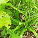 Cyperus richardii Leaf