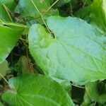 Epimedium alpinumLeaf