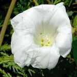 Calystegia silvatica Flower