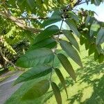 Cedrela fissilis Leaf