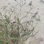 Launaea fragilis Flower