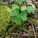 Oxalis montana List