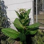 Nicotiana tabacum Leaf