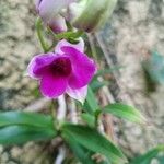 Dendrobium bigibbum Flower