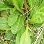 Bellis pappulosa Leaf