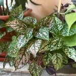 Hypoestes phyllostachya Feuille