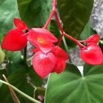 Begonia coccinea Flor