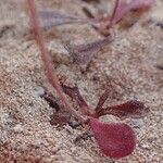 Limonium avei Habitatea