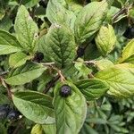 Cotoneaster acutifolius Foglia