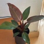 Philodendron erubescens Blatt