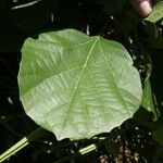 Cordia myxa Leaf