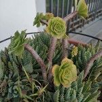 Aeonium arboreumBlatt