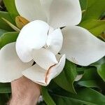 Magnolia grandifloraŽiedas