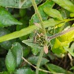 Elephantopus scaber Leaf