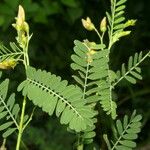 Sesbania herbacea Лист