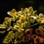 Lomatium parvifolium ശീലം