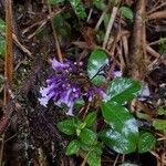 Palicourea adusta Flor