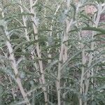 Pulicaria undulata 樹皮