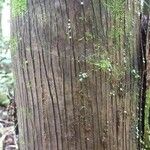 Oenocarpus bataua Bark