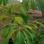 Schefflera actinophylla Blad