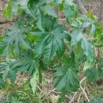 Ricinus communisপাতা