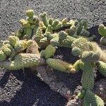 Cylindropuntia fulgida Casca