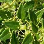 Rubia fruticosa Fruto